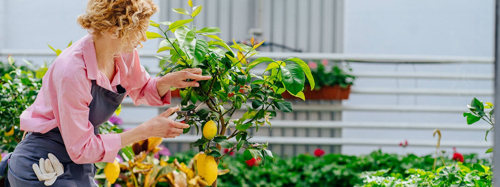 Hvornr kan jeg stte mine citrustrer og oliventrer ud om forret?