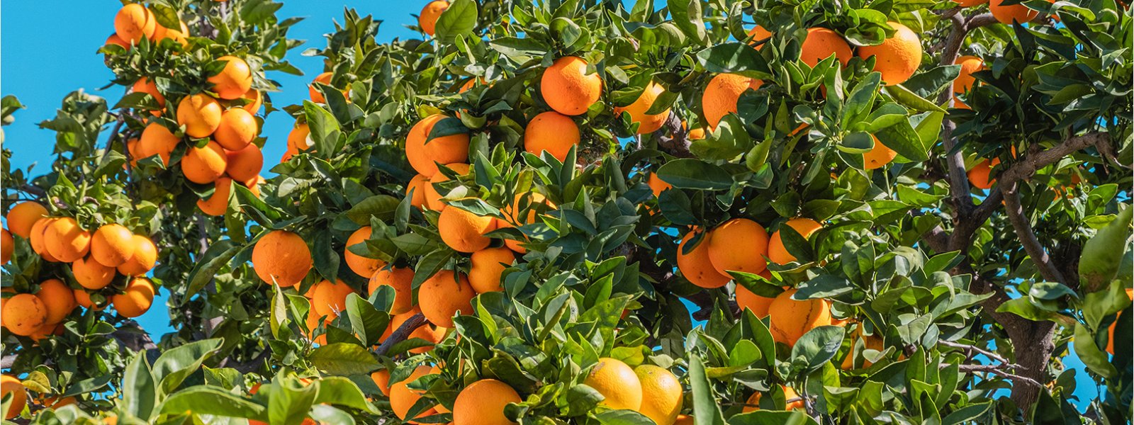 Hvilket citrustr skal jeg kbe, hvis jeg nsker spiselig frugt?