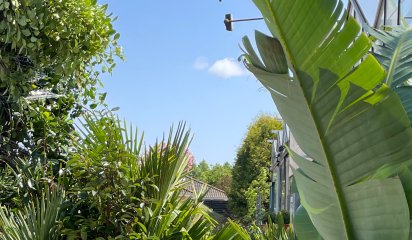 Fantastiske planter ankommer direkte fra Sydens varme