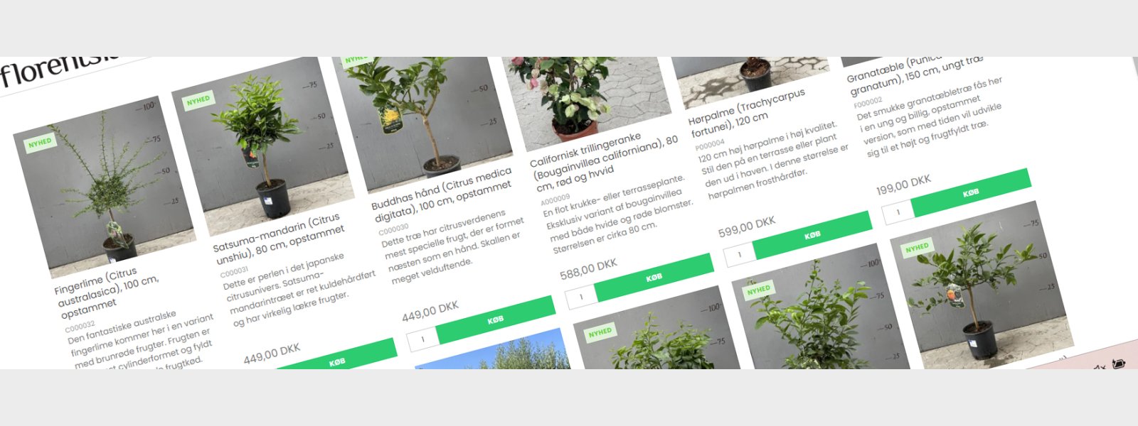 Florentsia bner webshop  stort udvalg af planter