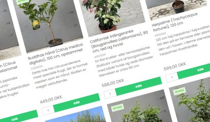 Florentsia bner webshop  stort udvalg af planter