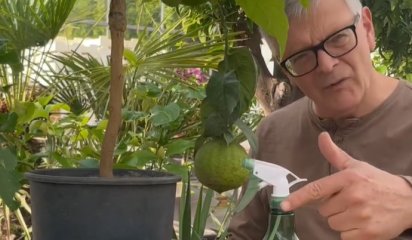 Flg Florentsias videoserie om pasning af planter  frste gang om skadedyr