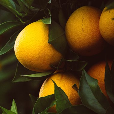 Citrustræer