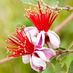 Ananasguava (Feijoa sellowiana), 50-80 cm, busk