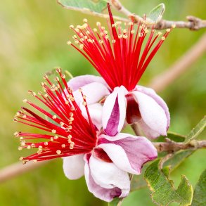 Ananasguava (Feijoa sellowiana), 50-80 cm, busk