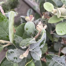 Ananasguava (Feijoa sellowiana), 50-80 cm, busk