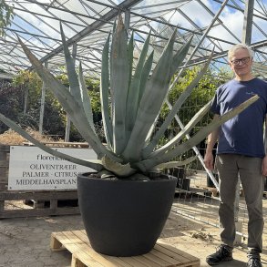 Agave (Agave americana), h�jde cirka 2 meter