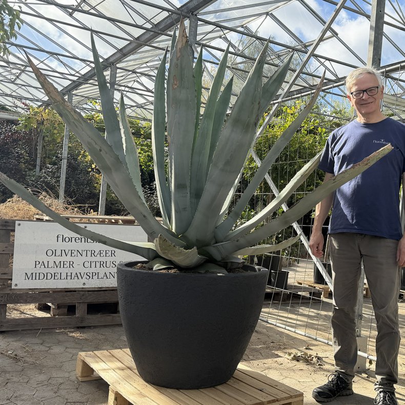 Agave (Agave americana), h�jde cirka 2 meter