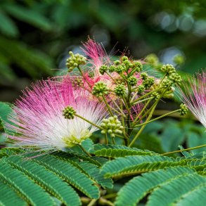 Silketr� (Albizzia Julibrissin), opstammet, 300-350 cm
