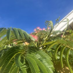 Silketr� (Albizzia Julibrissin), opstammet, 300-350 cm