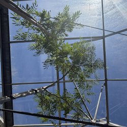 Silketr� (Albizzia Julibrissin), opstammet, 300-350 cm