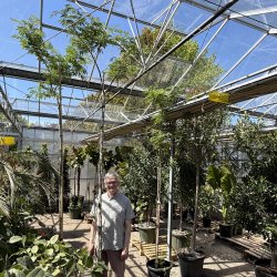 Silketr� (Albizzia Julibrissin), opstammet, 300-350 cm