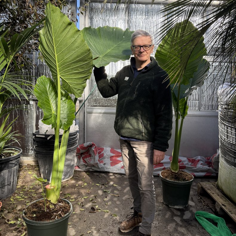 K�mpe-alocasia (Alocasia macrorrhizos), cirka 190 cm, kraftig med store blade