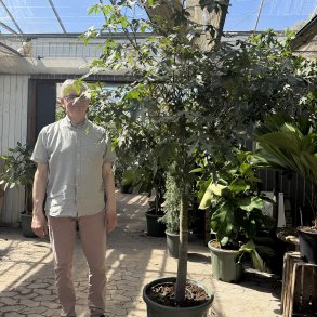 Australsk k�rlighedstr� (Brachychiton acerifolium), voksent, opstammet tr�, 200-250 cm