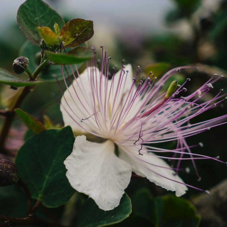 Kapersbusk (Capparis spinosa), 20 cm, buskformet