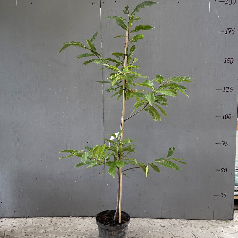 gte kastanjetr (Castanea sativa), 175 cm