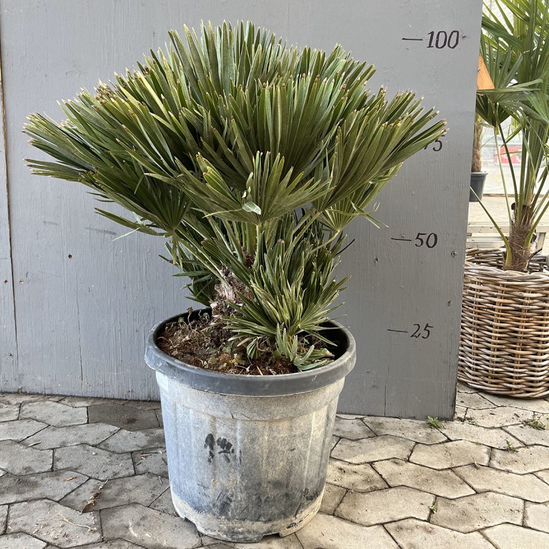 Europisk dvrgpalme, vulcano-varianten (Chamaerops humilis vulcano), tt og busket, ca. 100 cm