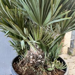 Europisk dvrgpalme, vulcano-varianten (Chamaerops humilis vulcano), tt og busket, ca. 100 cm