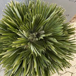 Europisk dvrgpalme, vulcano-varianten (Chamaerops humilis vulcano), tt og busket, ca. 100 cm