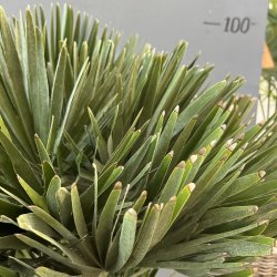 Europisk dvrgpalme, vulcano-varianten (Chamaerops humilis vulcano), tt og busket, ca. 100 cm