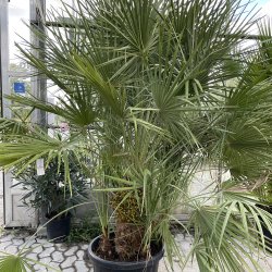 Europisk dvrgpalme (Chamaerops humilis), 200 cm, tt busk