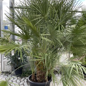Europisk dvrgpalme (Chamaerops humilis), 200 cm, tt busk