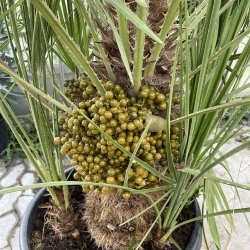 Europisk dvrgpalme (Chamaerops humilis), 200 cm, tt busk