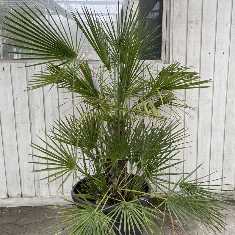 Europisk dvrgpalme (Chamaerops humilis), 150 cm, tt busk