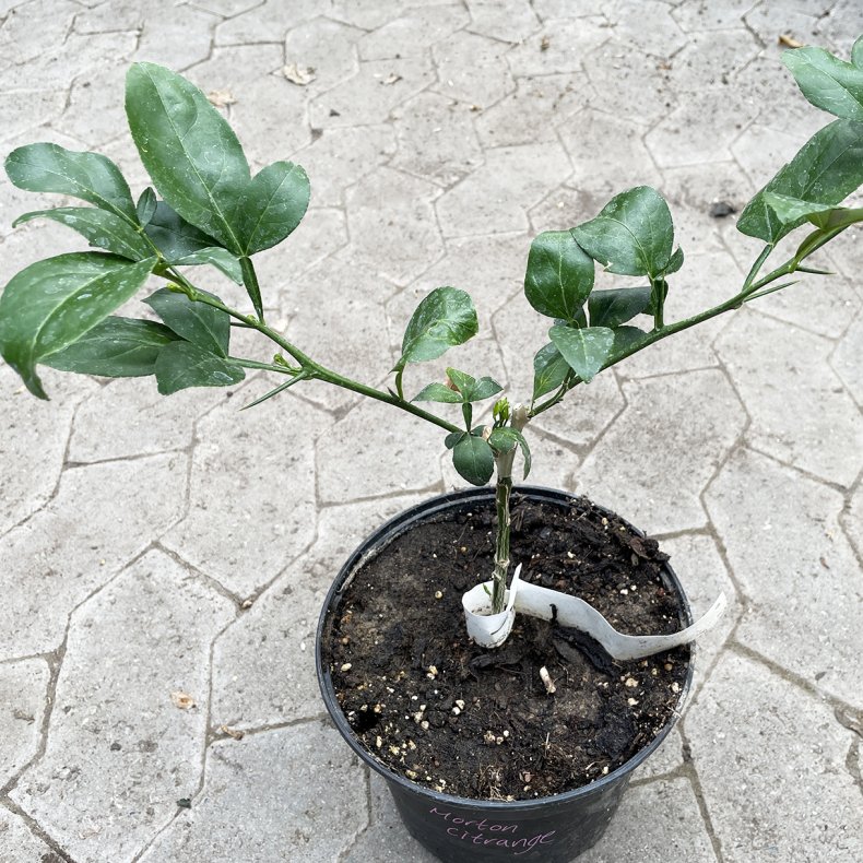 Citrange Morton (Citrus trifoliata x Citrus sinensis), ca. 40 cm