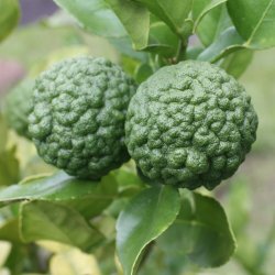Kaffirlimetr� (Citrus hystrix), 150 cm, opstammet