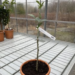 Citrange Morton (Citrus trifoliata x Citrus sinensis), 50 cm