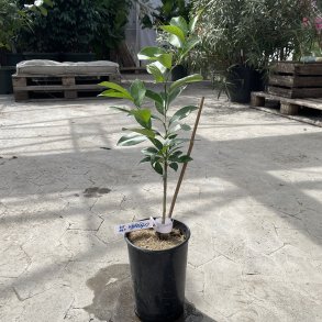 Citremon C.P.B. - 39 (Citrus limon � Citrus trifoliata), cirka 50 cm