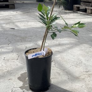 Ichangquat (Citrus ichangensis � Citrus japonica), cirka 50 cm