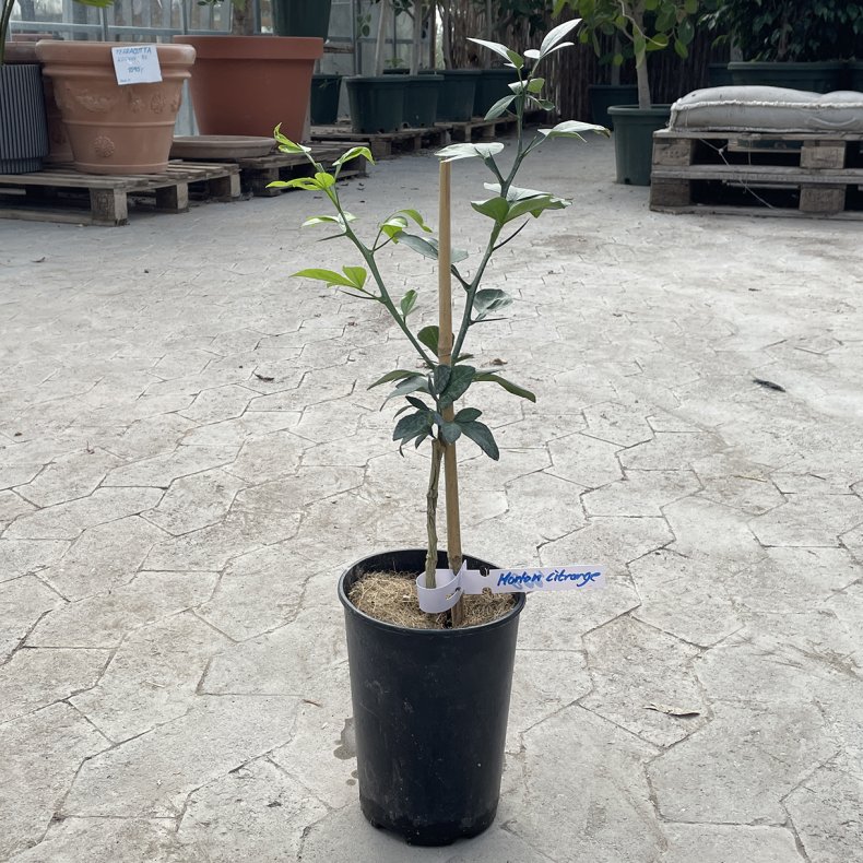 Morton citrange (Citrus sinensis � Citrus trifoliata), cirka 50 cm
