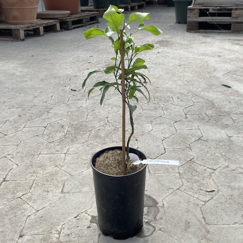 Trifeola ((Citrus reticulata � Citrus paradisi) � Citrus trifoliata), cirka 50 cm