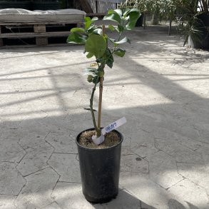 US 119 (Citrus paradisi � Citrus trifoliata � Citrus sinensis), cirka 50 cm