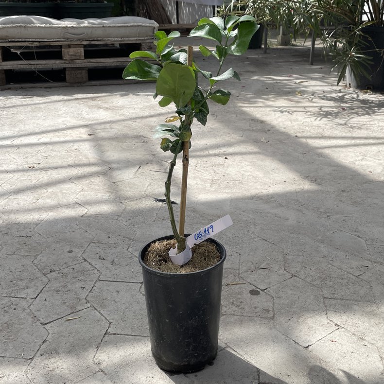 US 119 (Citrus paradisi � Citrus trifoliata � Citrus sinensis), cirka 50 cm