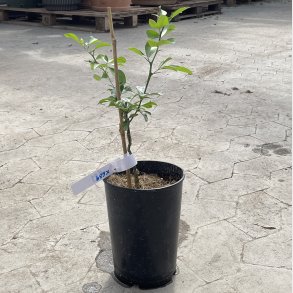 Citranderin x639 (Citrus reshni � Citrus trifoliata), cirka 50 cm