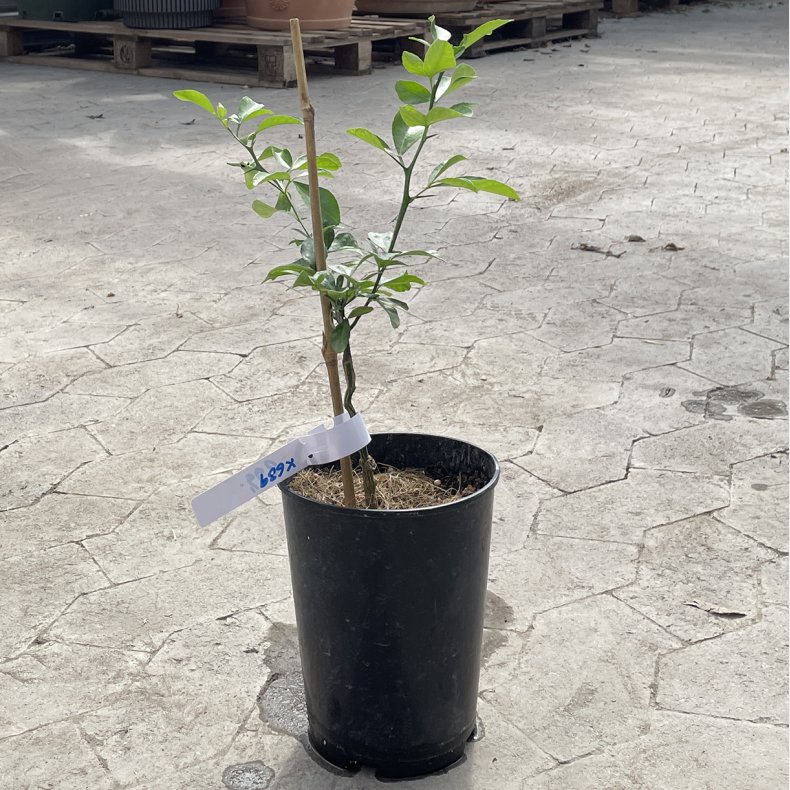Citranderin x639 (Citrus reshni � Citrus trifoliata), cirka 50 cm