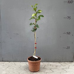 Citrumelo 5 Star (Citrus trifoliata x Citrus paradisi), 80 cm, 20