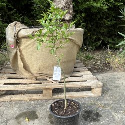 Citrumelo 5 Star (Citrus trifoliata x Citrus paradisi), 80 cm, 20