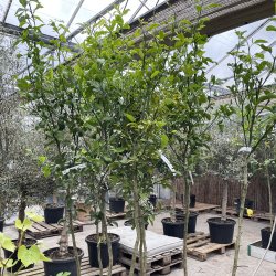 Citrumelo Swingle (Citrus trifoliata x Citrus paradisi), 90-140 cm