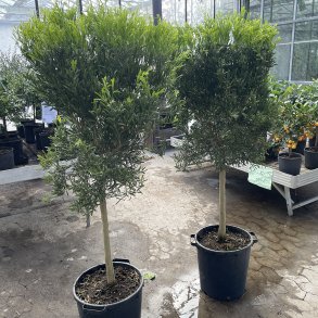 Eremorange (Citrus glauca x sinensis), 170 cm, opstammet, meget fyldig