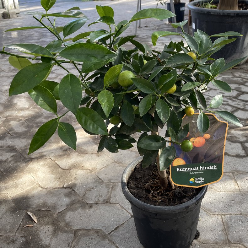 Hong kong-kumquat (Citrus hindsii), cirka 50 cm