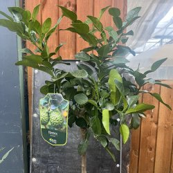 Kaffirlimetr (Citrus hystrix), 70-100 cm