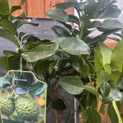 Kaffirlimetr (Citrus hystrix), 70-100 cm