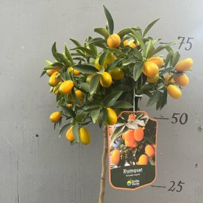Kumquat (Citrus japonica), cirka 60 cm