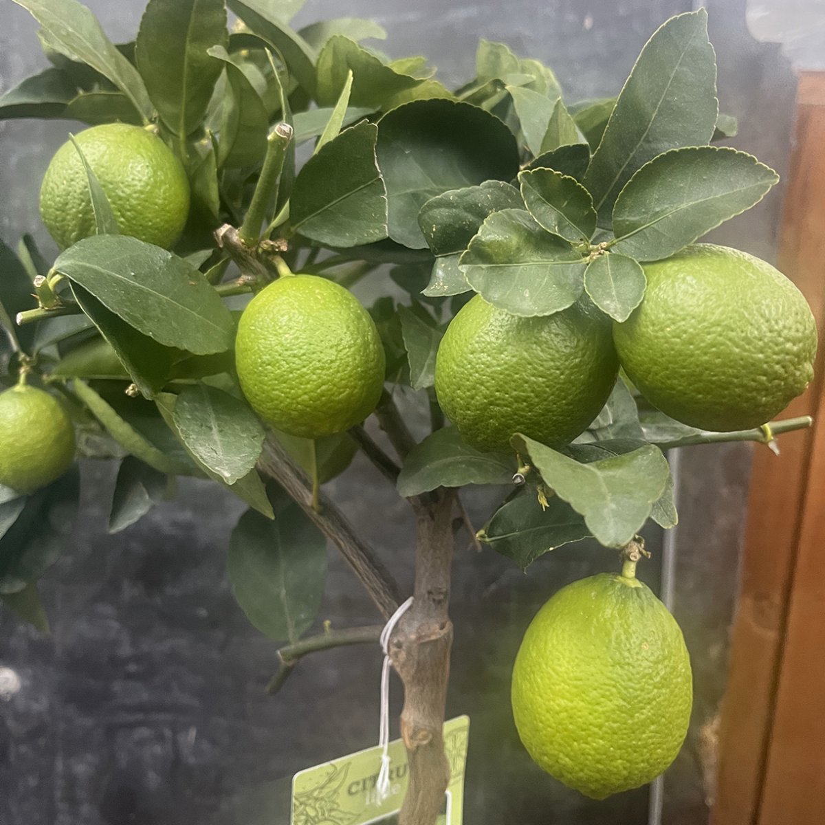 Limetræ (Citrus latifolia), 70-100 cm, opstammet - Citrustræer - Florentsia