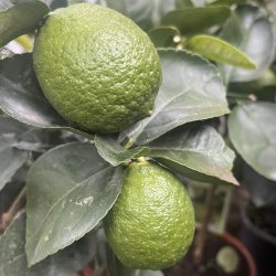 Limetr (Citrus latifolia), 70-100 cm, opstammet