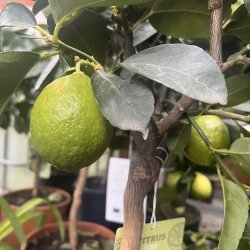 Limetr (Citrus latifolia), 70-100 cm, opstammet